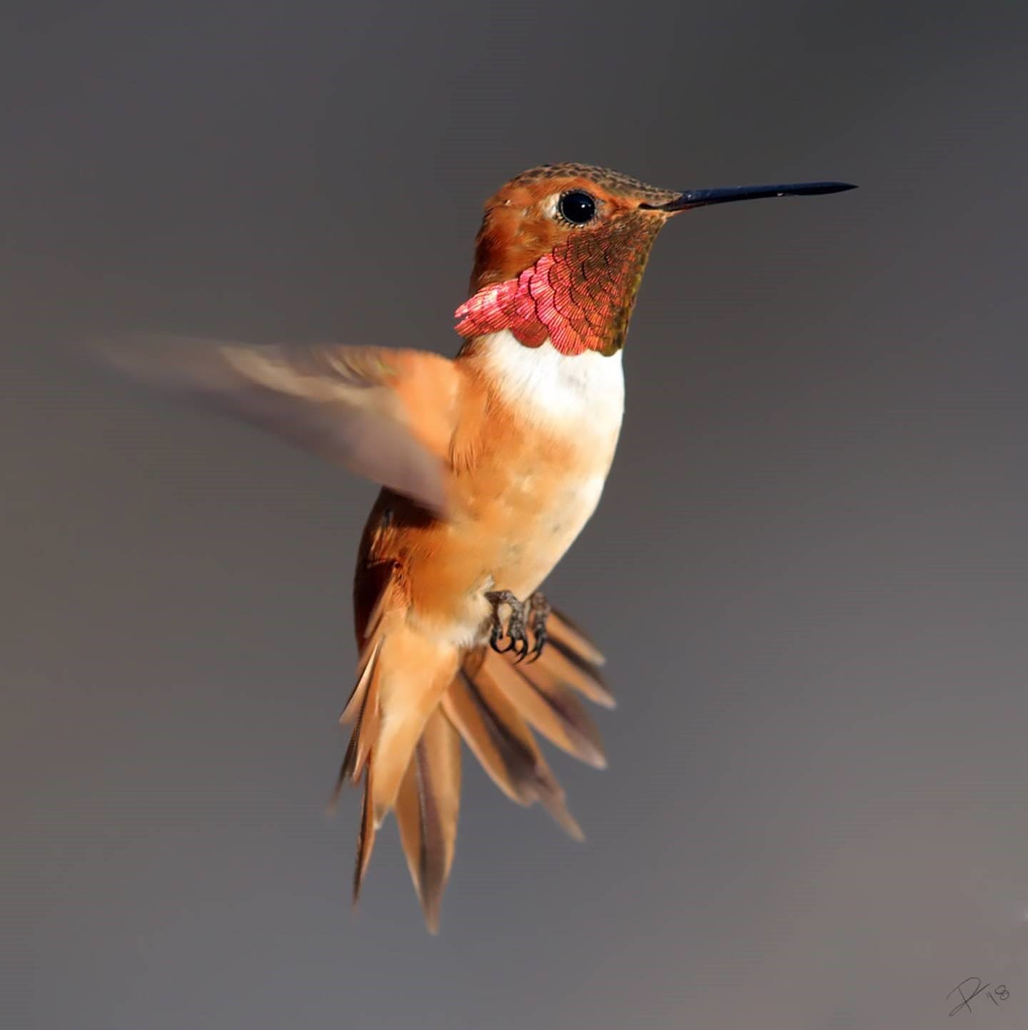 do deer drink hummingbird nectar